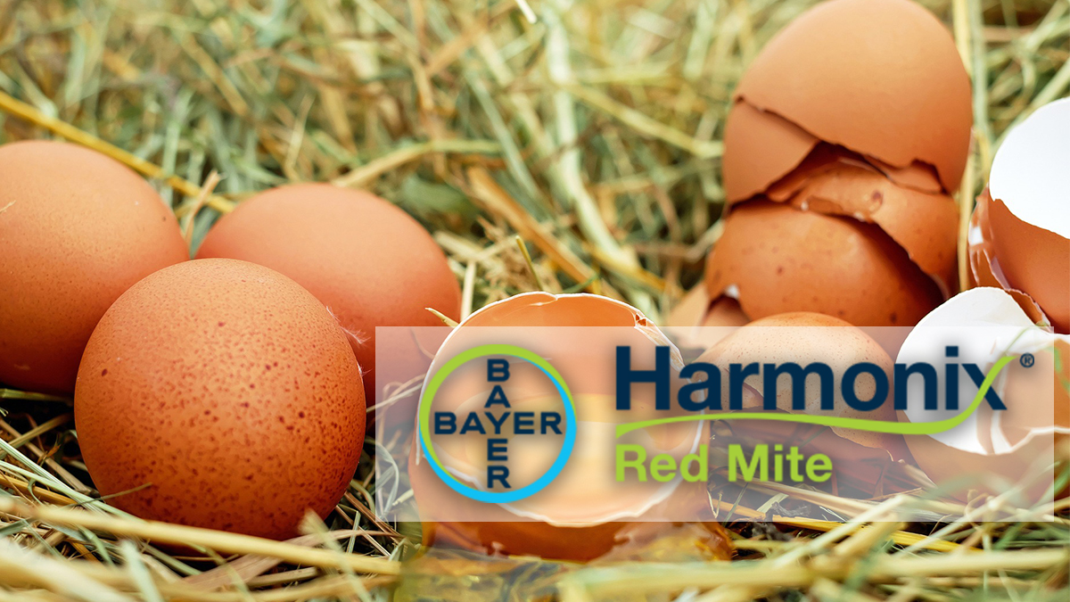 harmonix bayer eggs harmonix bayer eggs